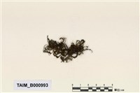 藏品(羊角苔)的圖片